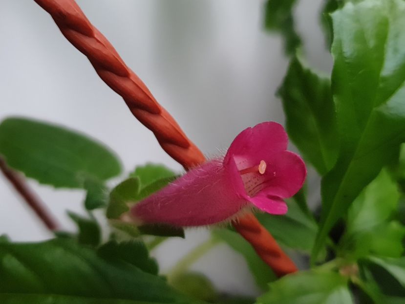 Magic Moment - Flori 2020