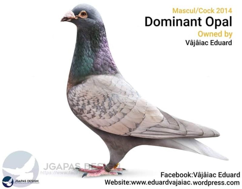  - NU AMI APARTIN 2020