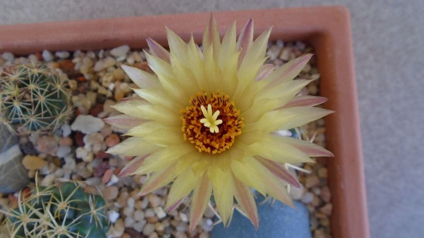 Coryphantha maiz-tablasensis - Cactusi 2020 evolutie vara