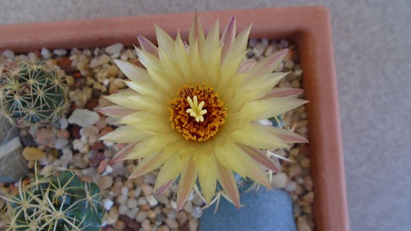 Coryphantha maiz-tablasensis - Cactusi 2020 evolutie vara