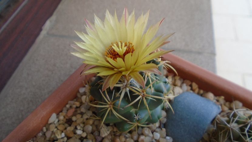 Coryphantha maiz-tablasensis - Cactusi 2020 evolutie vara