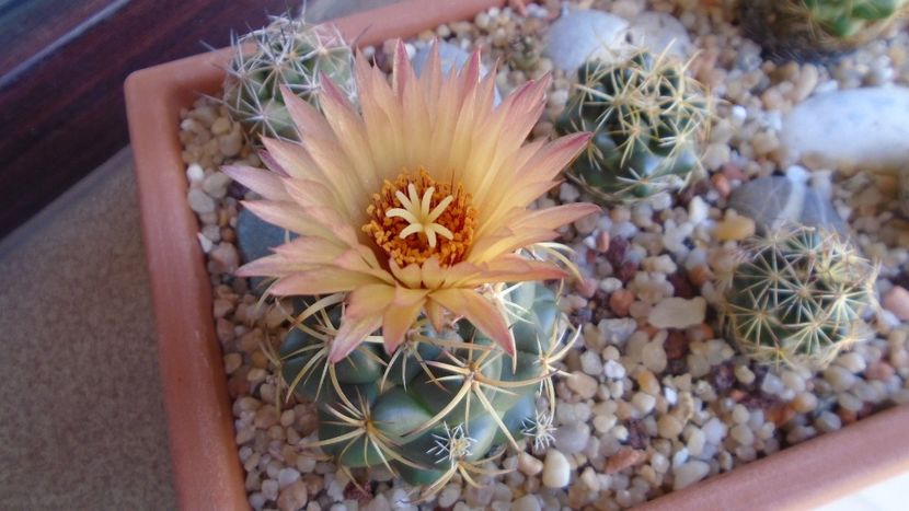 Coryphantha maiz-tablasensis - Cactusi 2020 evolutie vara