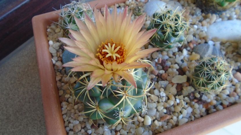Coryphantha maiz-tablasensis - Cactusi 2020 evolutie vara