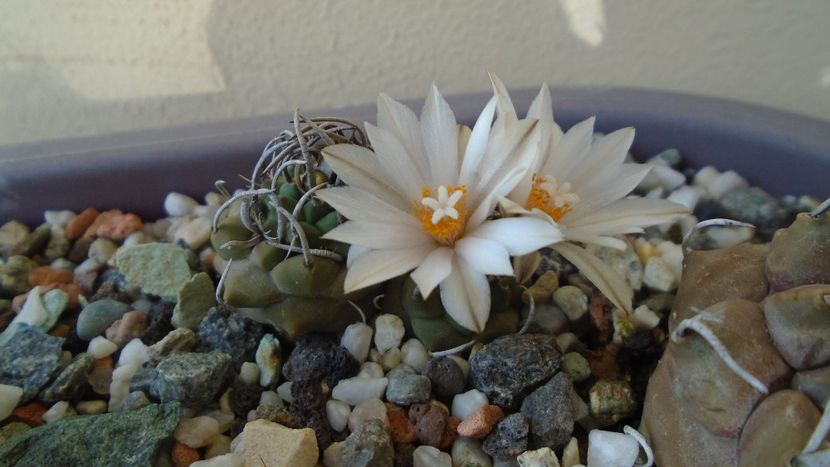 Turbinicarpus klinkerianus - Cactusi 2020 evolutie vara