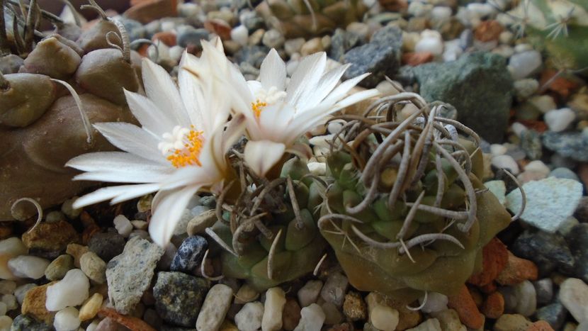 Turbinicarpus klinkerianus - Cactusi 2020 evolutie vara