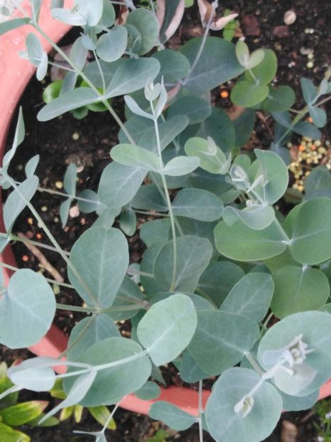 Eucalyptus gunnii - evolutii