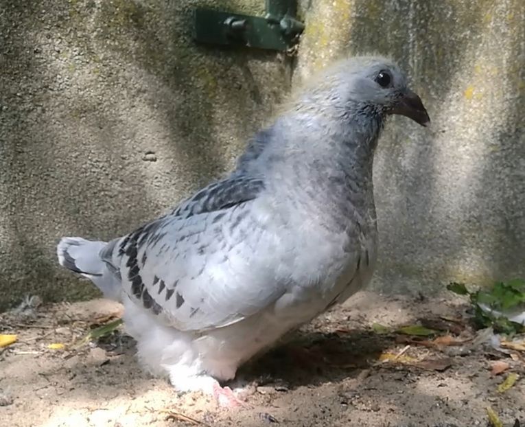 PL/20-JRS 29 - g- MLODE-2020 - Youth