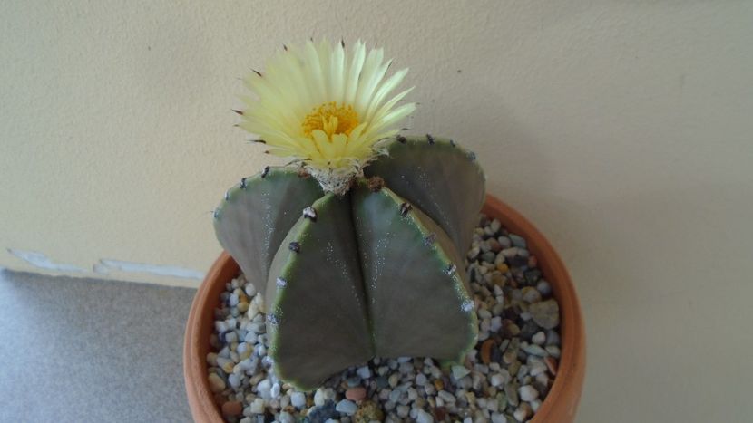 Astrophytum myriostigma - Cactusi 2020 evolutie vara