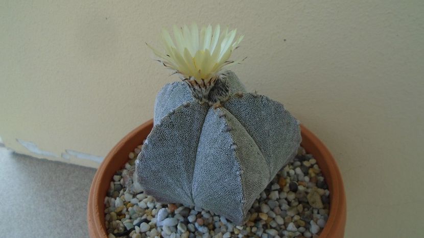 Astrophytum coahuilense - Cactusi 2020 evolutie vara