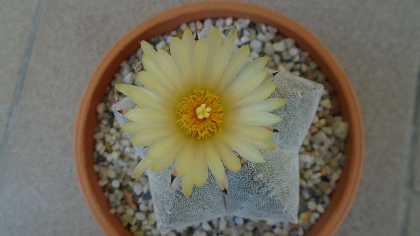 Astrophytum coahuilense - Cactusi 2020 evolutie vara