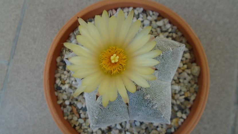 Astrophytum coahuilense - Cactusi 2020 evolutie vara