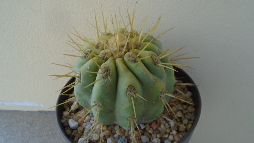 Copiapoa haseltoniana - Cactusi 2020 evolutie vara