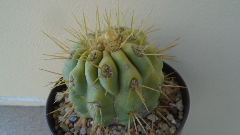Copiapoa haseltoniana - Cactusi 2020 evolutie vara