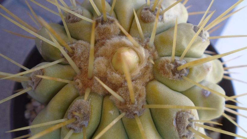 Copiapoa haseltoniana - Cactusi 2020 evolutie vara
