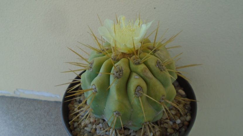 Copiapoa haseltoniana - Cactusi 2020 evolutie vara