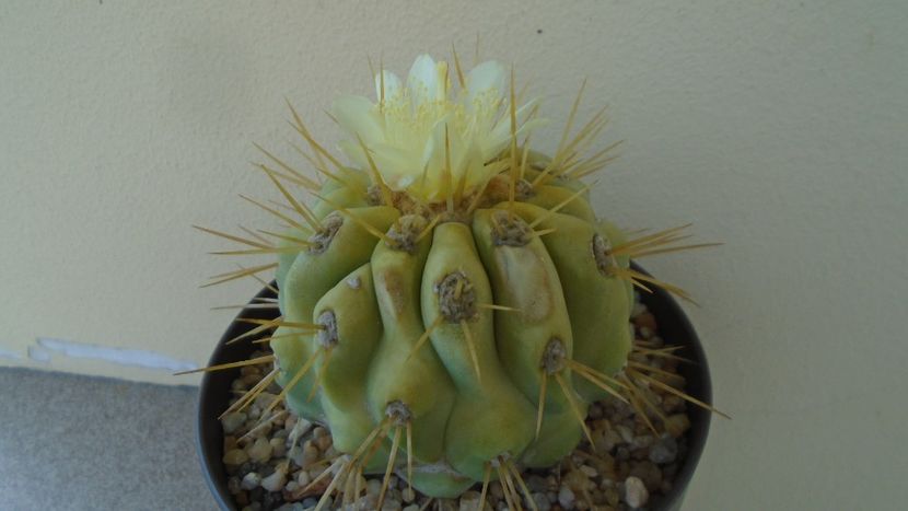 Copiapoa haseltoniana - Cactusi 2020 evolutie vara