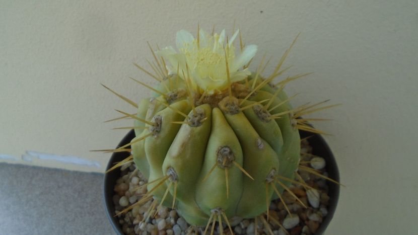 Copiapoa haseltoniana - Cactusi 2020 evolutie vara