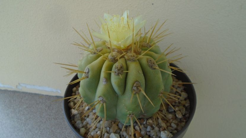 Copiapoa haseltoniana - Cactusi 2020 evolutie vara