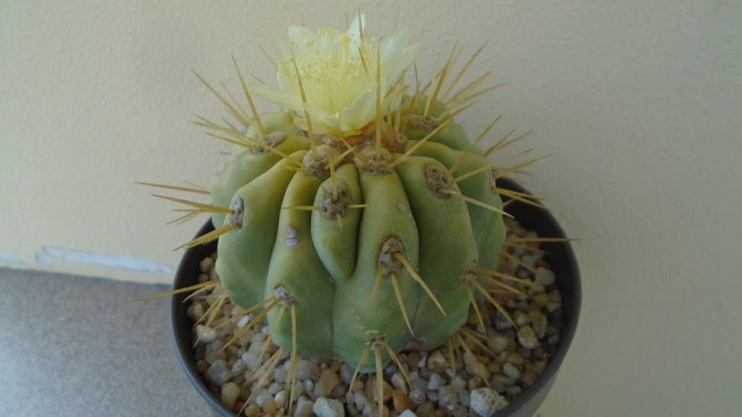 Copiapoa haseltoniana - Cactusi 2020 evolutie vara