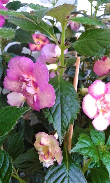  - ACHIMENES 07 25 2085 Colectie