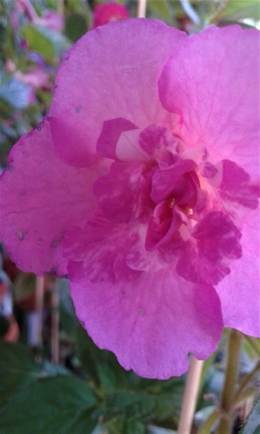  - ACHIMENES 07 25 2085 Colectie