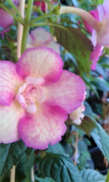  - ACHIMENES 07 25 2085 Colectie