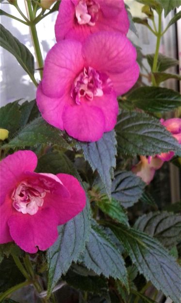  - ACHIMENES 07 25 2085 Colectie