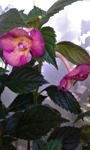  - ACHIMENES 07 25 2085 Colectie