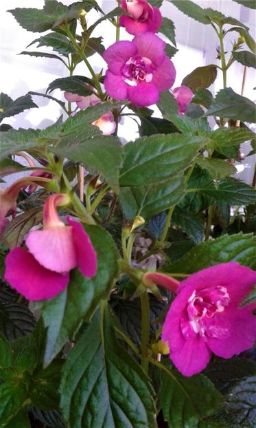 - ACHIMENES 07 25 2085 Colectie