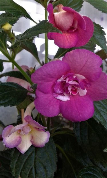  - ACHIMENES 07 25 2085 Colectie