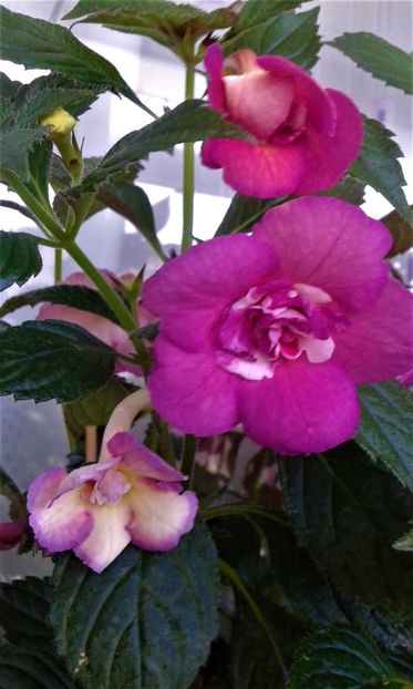  - ACHIMENES 07 25 2085 Colectie