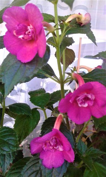  - ACHIMENES 07 25 2085 Colectie