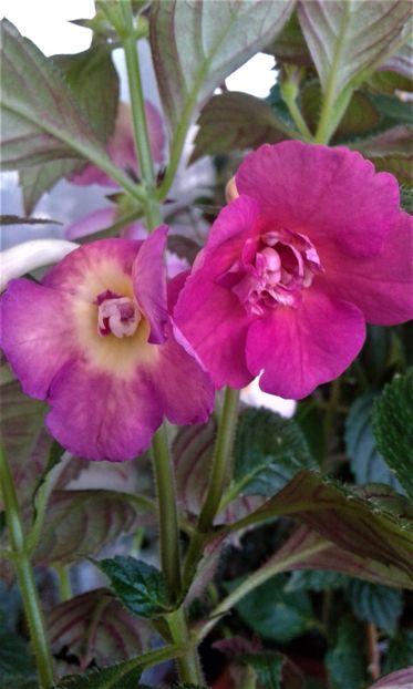  - ACHIMENES 07 25 2085 Colectie
