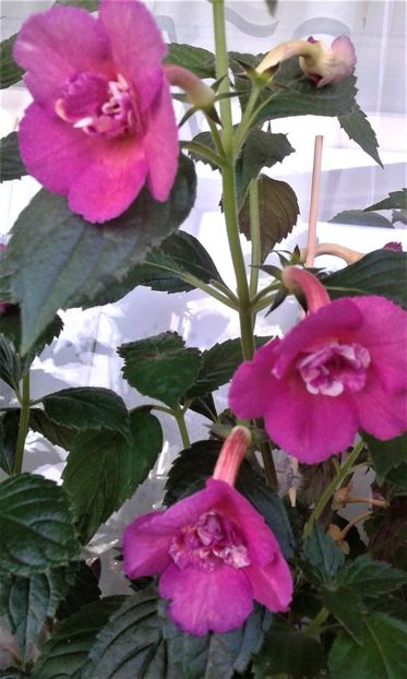  - ACHIMENES 07 25 2085 Colectie