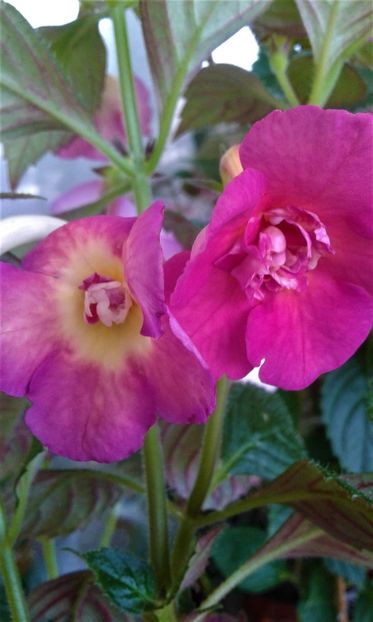  - ACHIMENES 07 25 2085 Colectie