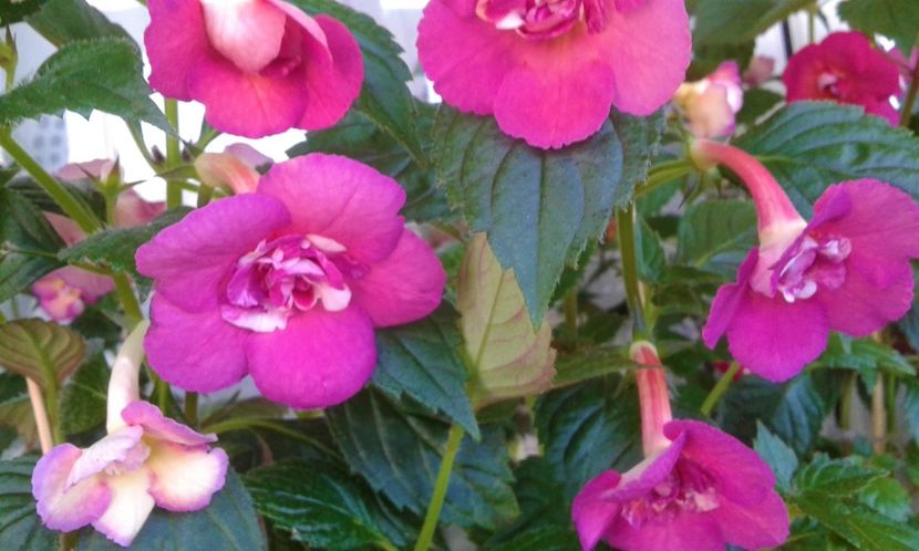  - ACHIMENES 07 25 2085 Colectie