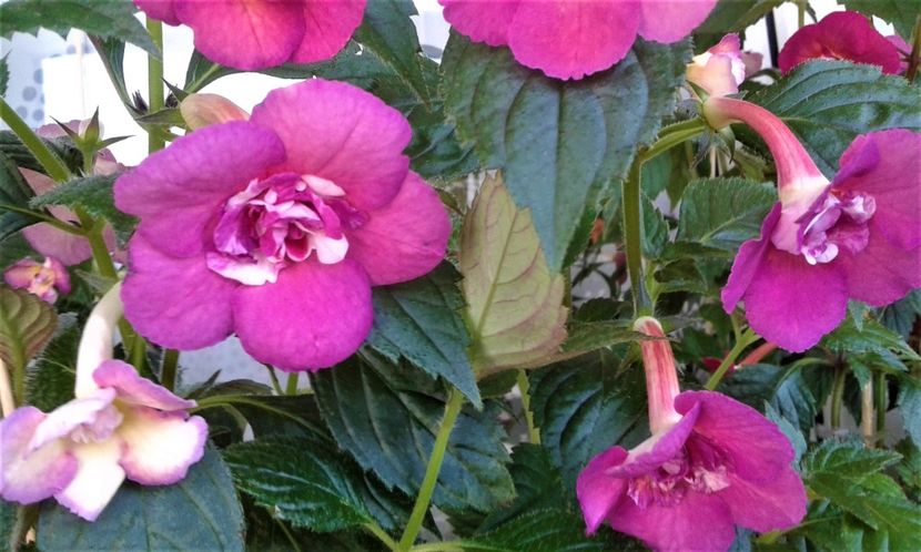  - ACHIMENES 07 25 2085 Colectie