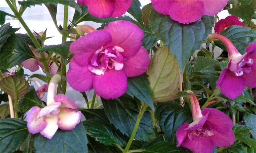  - ACHIMENES 07 25 2085 Colectie