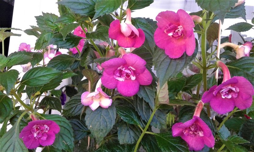  - ACHIMENES 07 25 2085 Colectie