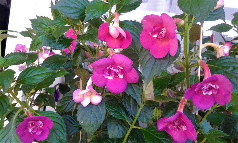  - ACHIMENES 07 25 2085 Colectie