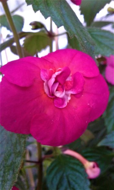  - ACHIMENES 07 25 2085 Colectie