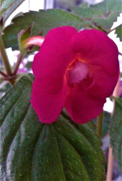  - ACHIMENES 07 25 2085 Colectie