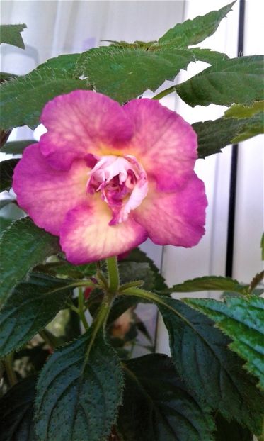  - ACHIMENES 07 25 2085 Colectie