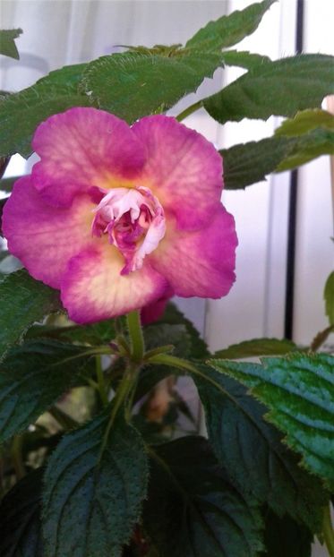  - ACHIMENES 07 25 2085 Colectie