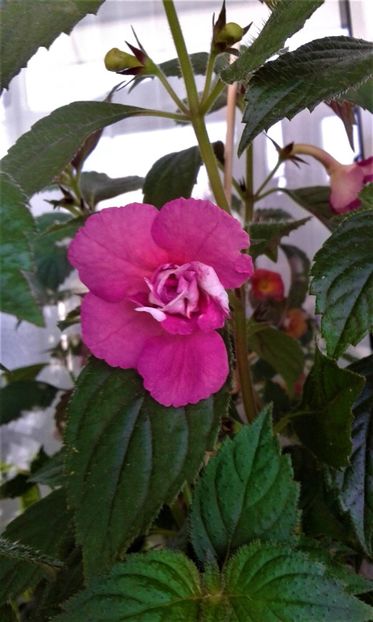  - ACHIMENES 07 25 2085 Colectie