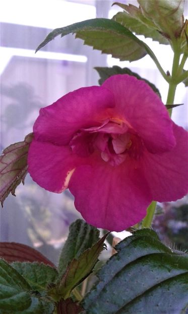  - ACHIMENES 07 25 2085 Colectie
