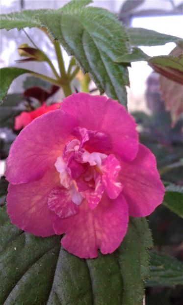  - ACHIMENES 07 25 2085 Colectie