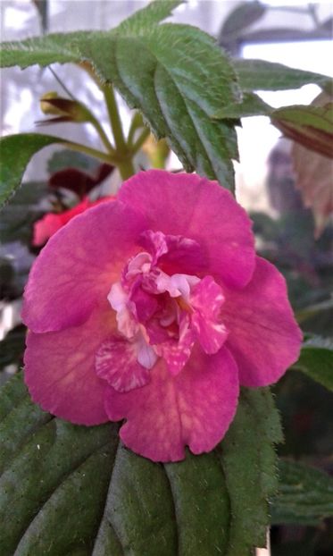  - ACHIMENES 07 25 2085 Colectie