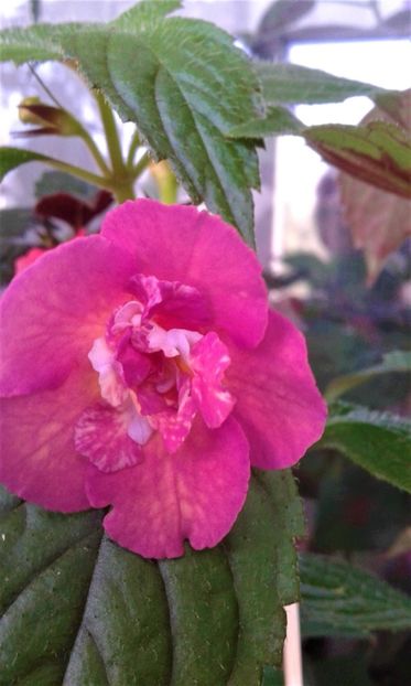  - ACHIMENES 07 25 2085 Colectie