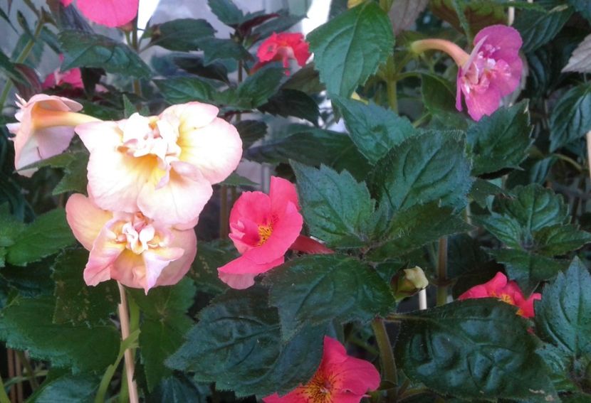  - ACHIMENES 07 25 2085 Colectie